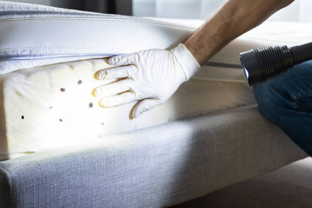 Best Affordable Pest Control Services  in Midlothian, IL