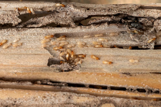 Best Rat Extermination Near Me  in Midlothian, IL
