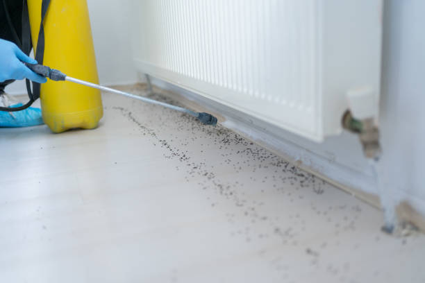 Reliable Midlothian, IL Pest Control Solutions
