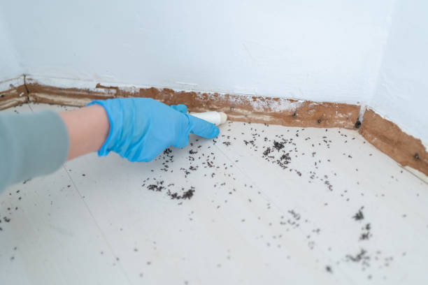 Best Residential Pest Control  in Midlothian, IL